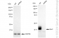 KD-Validated Anti-Bmi1 Rabbit Monoclonal Antibody